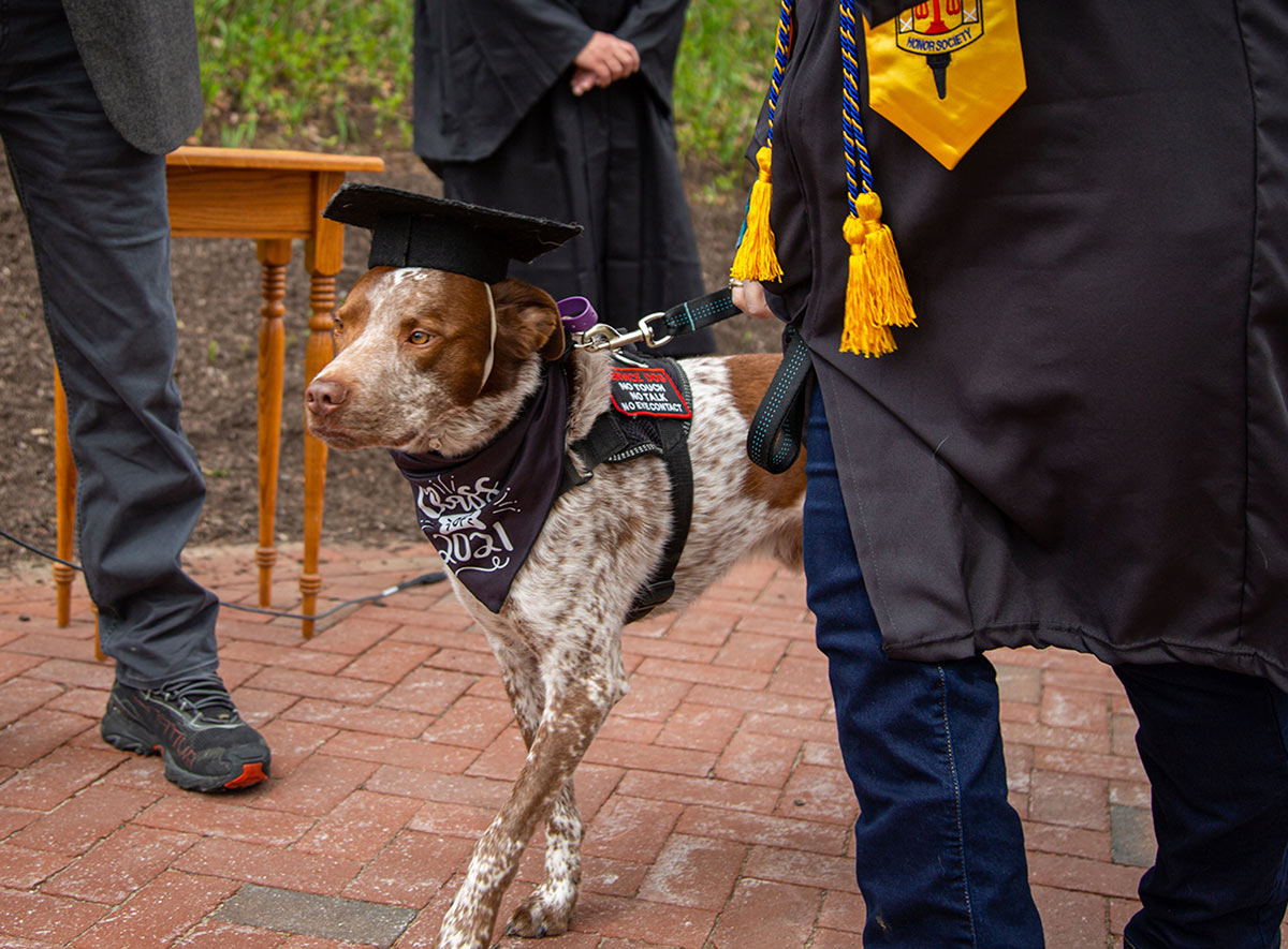 Service dog at the 150th commencement wearing a graduation cap